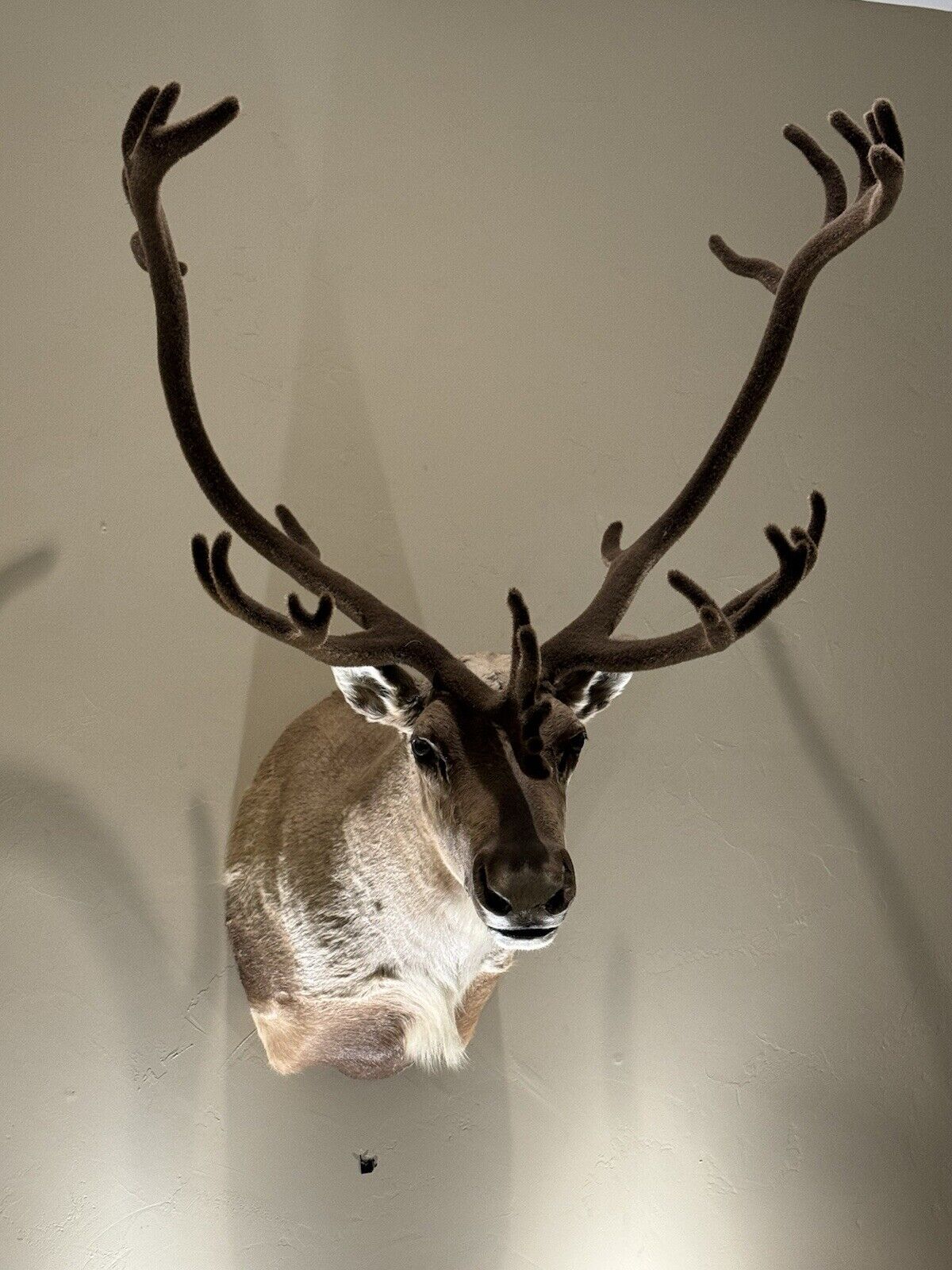 TAXIDERMY CARIBOU WALL MOUNT