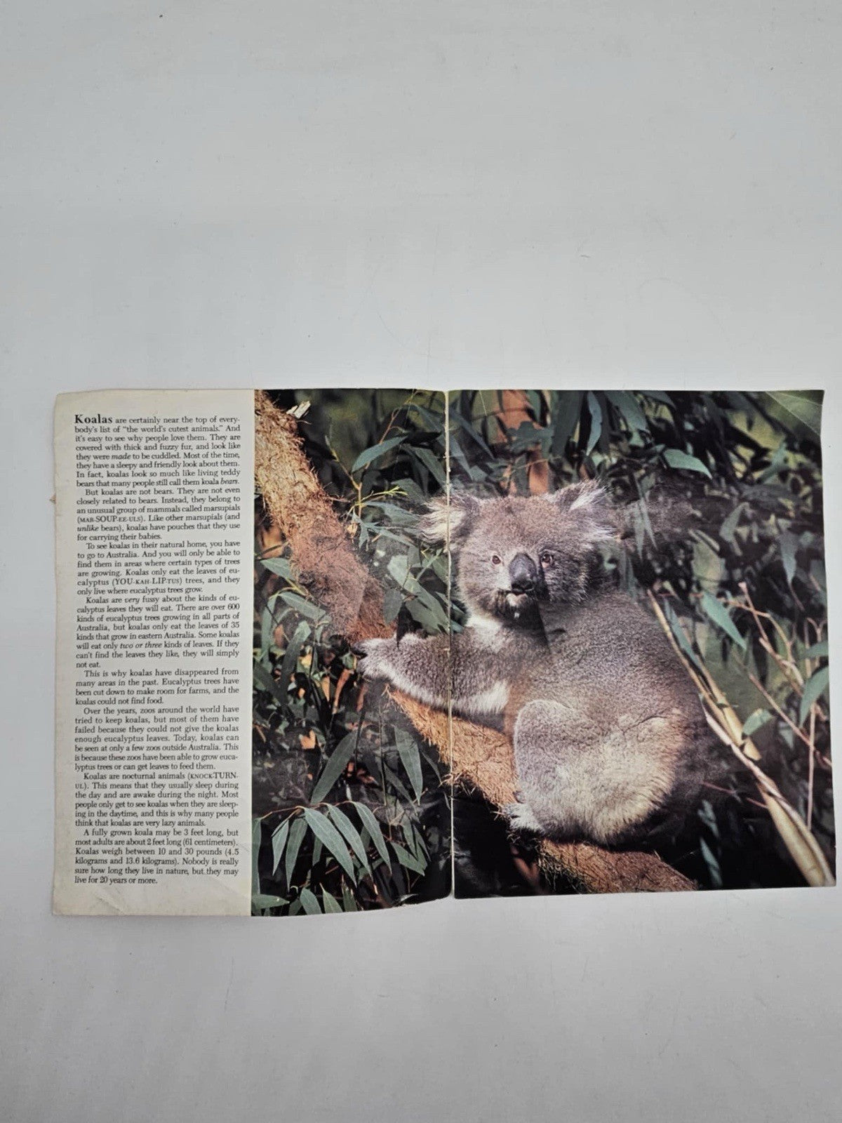 Zoobooks 2 Magazine 1983 Koalas