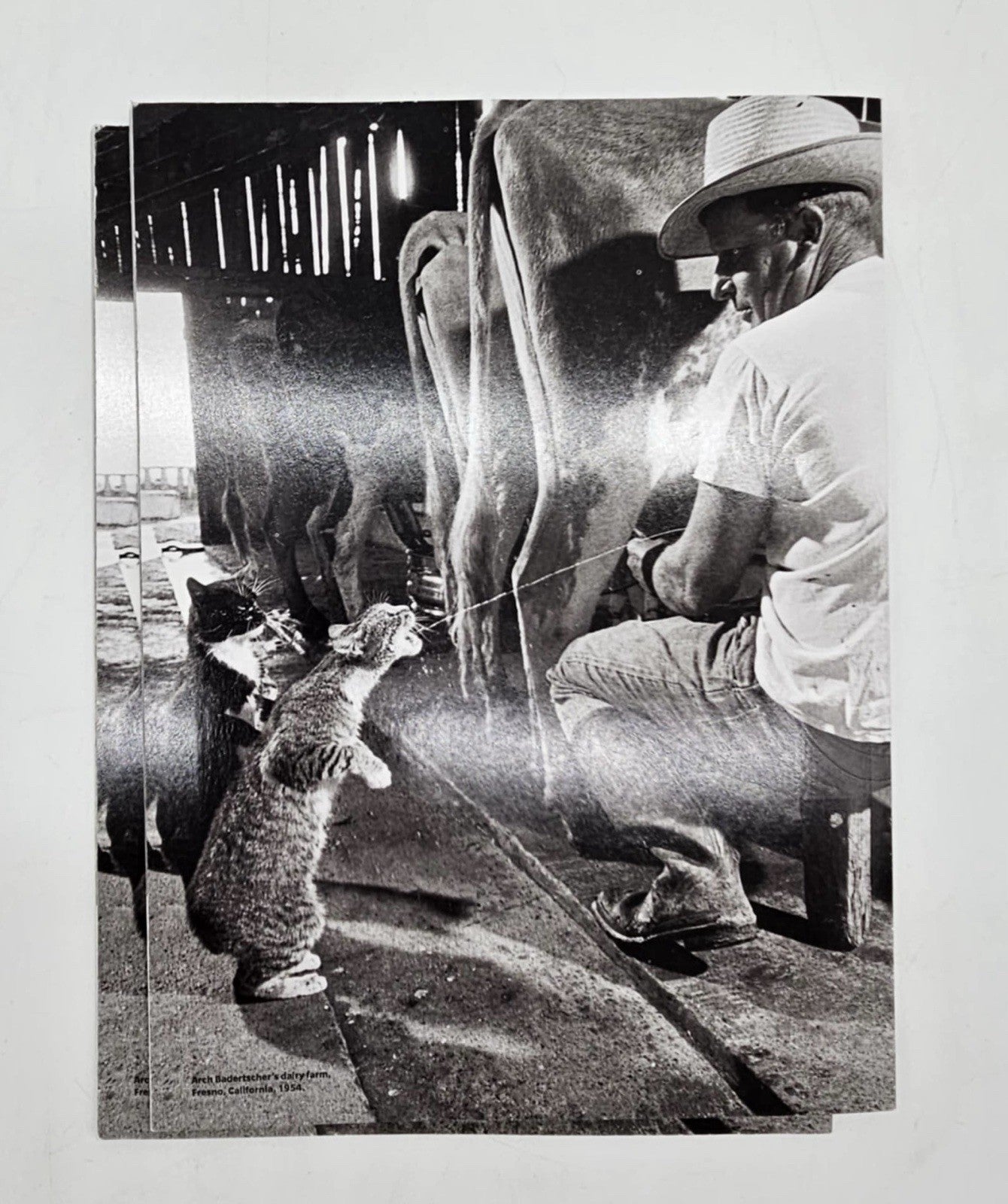 CATS Companions in Life Feline Behavior Rulers of the House Truth About Kitt M13