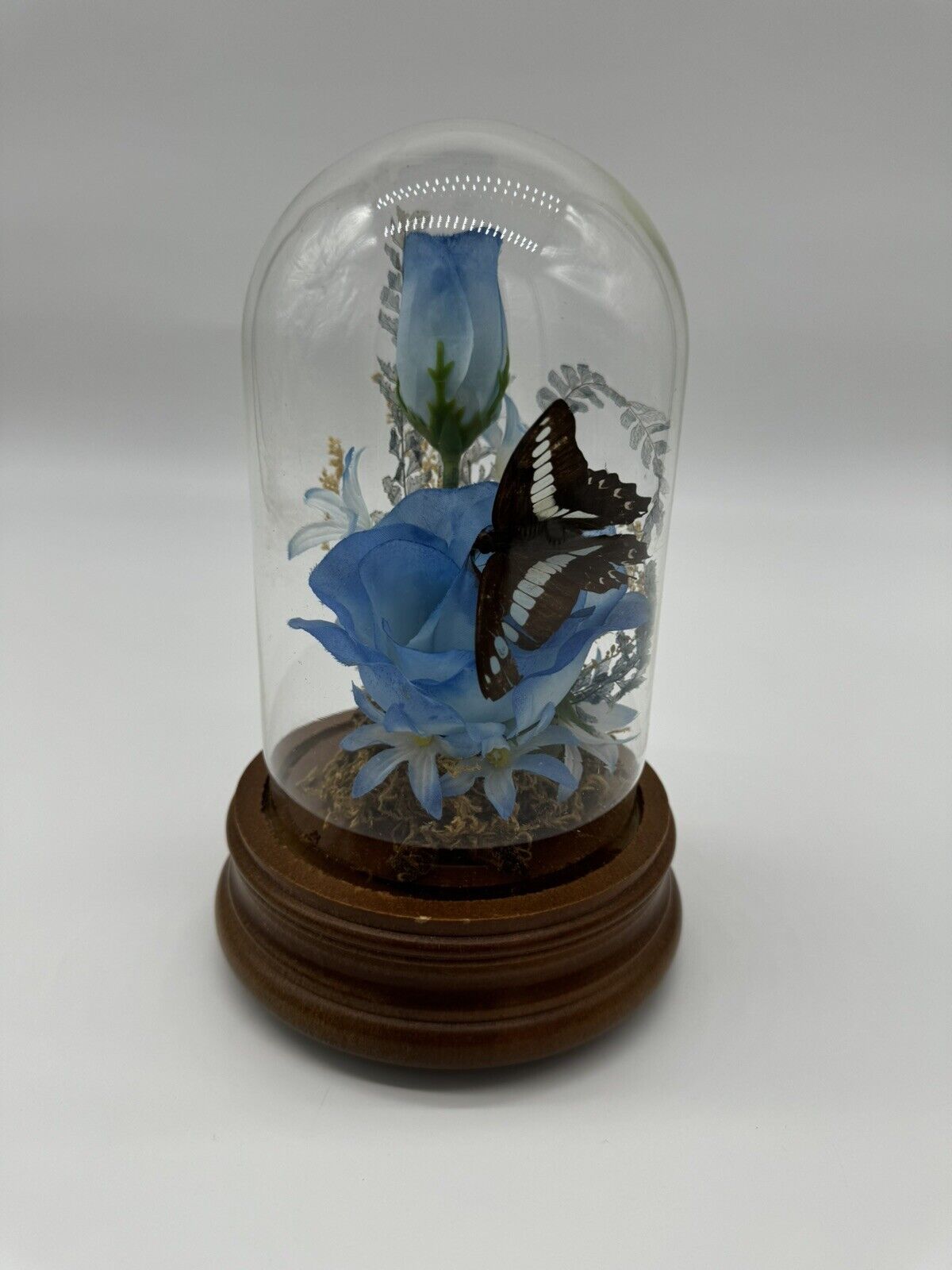 Vintage Taxidermy Butterfly Terrarium Light Up Music Box Glass Dome