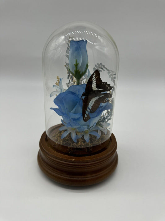 Vintage Taxidermy Butterfly Terrarium Light Up Music Box Glass Dome