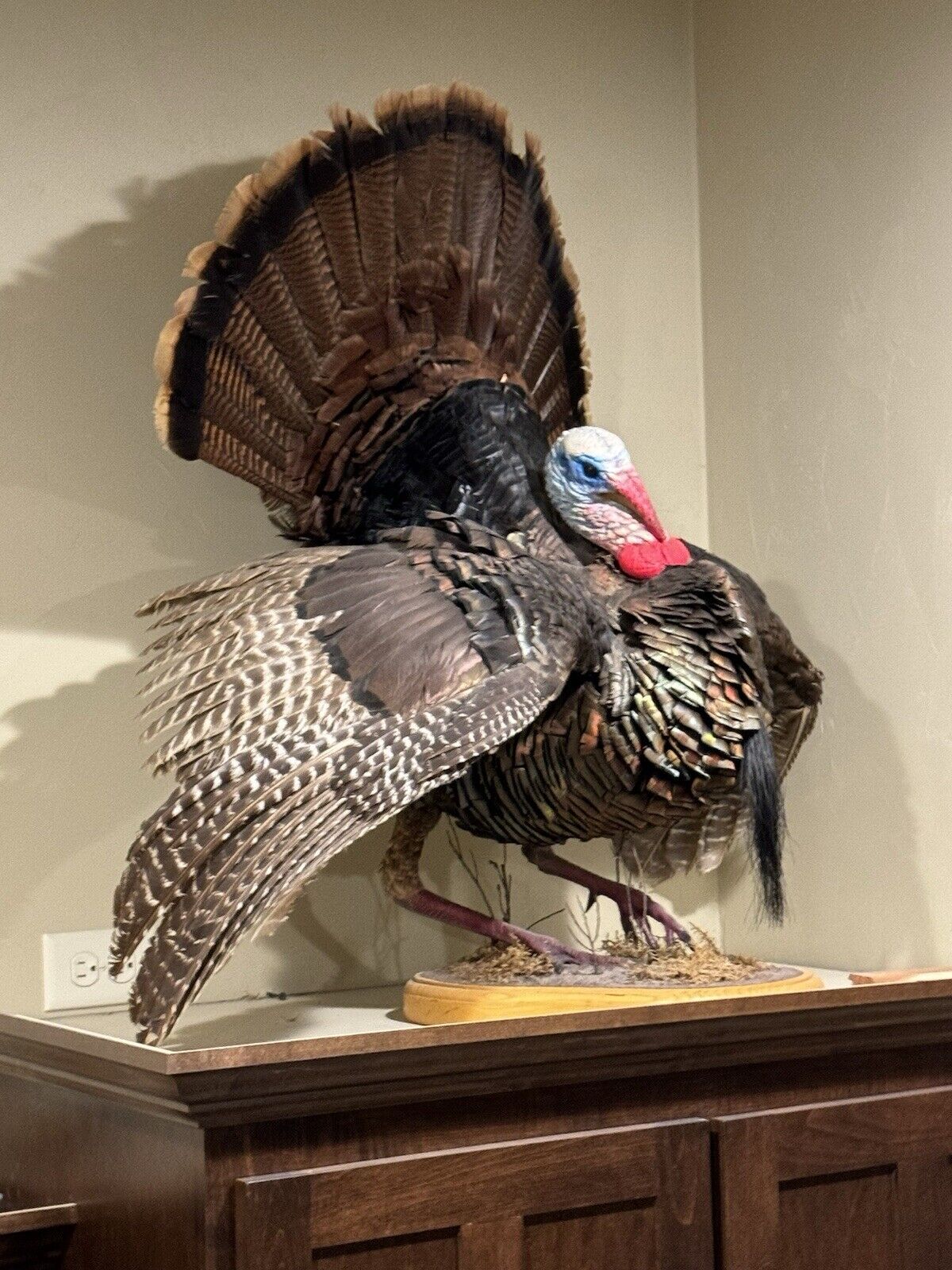 Full Body Eastern Wild Turkey Taxidermy Mount