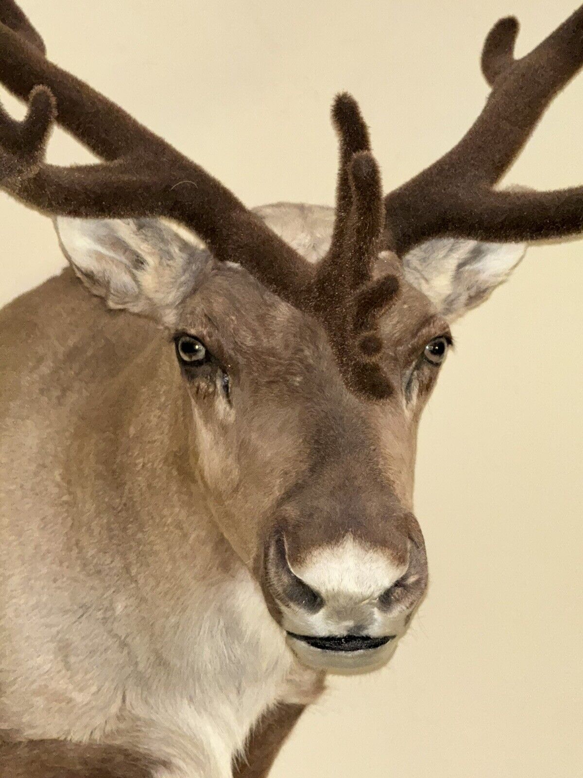 TAXIDERMY CARIBOU WALL MOUNT