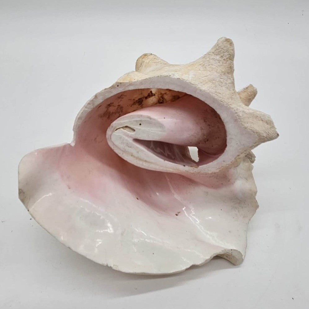 Large Conch Seashell Pink Bahamas Pink Conch