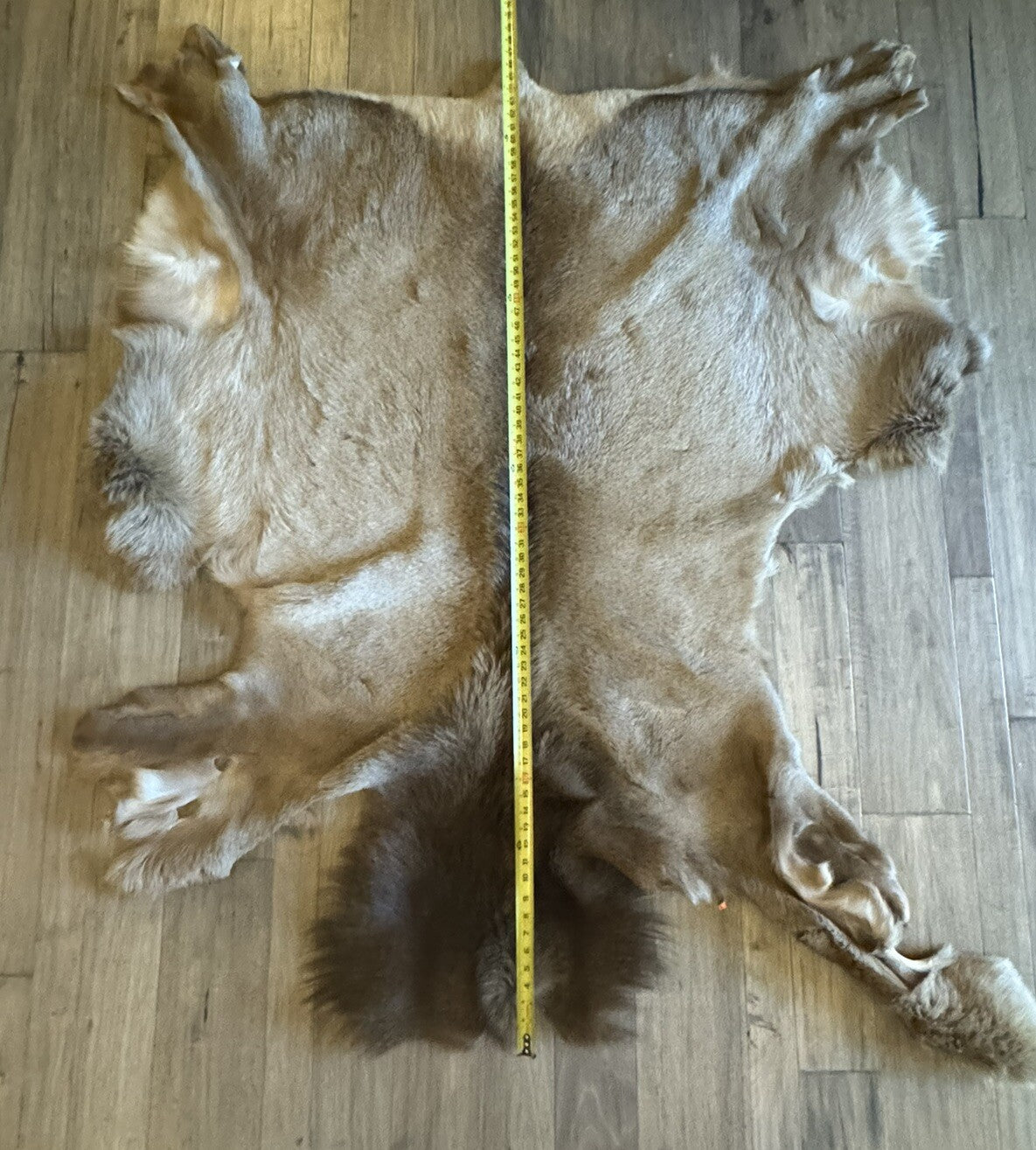 Gorgeous Elk Taxidermy, Cape, Hide