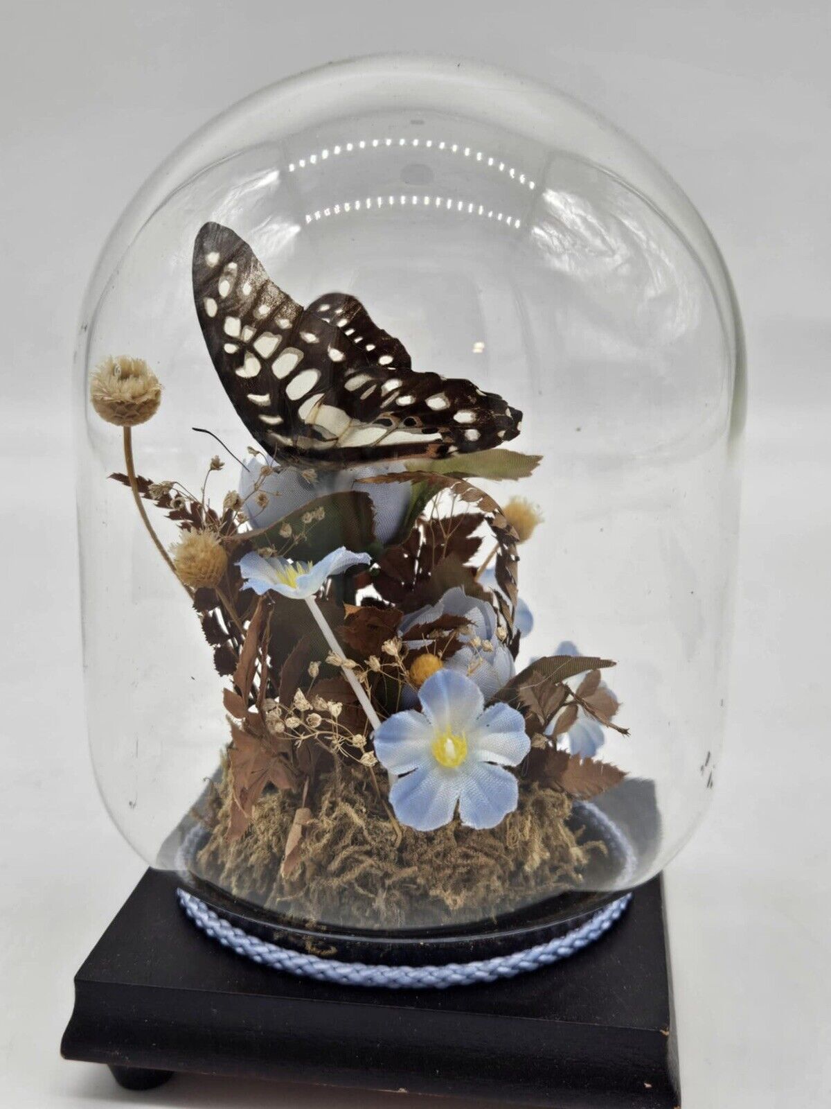 Vintage 1970s Butterfly in Glass Dome Display