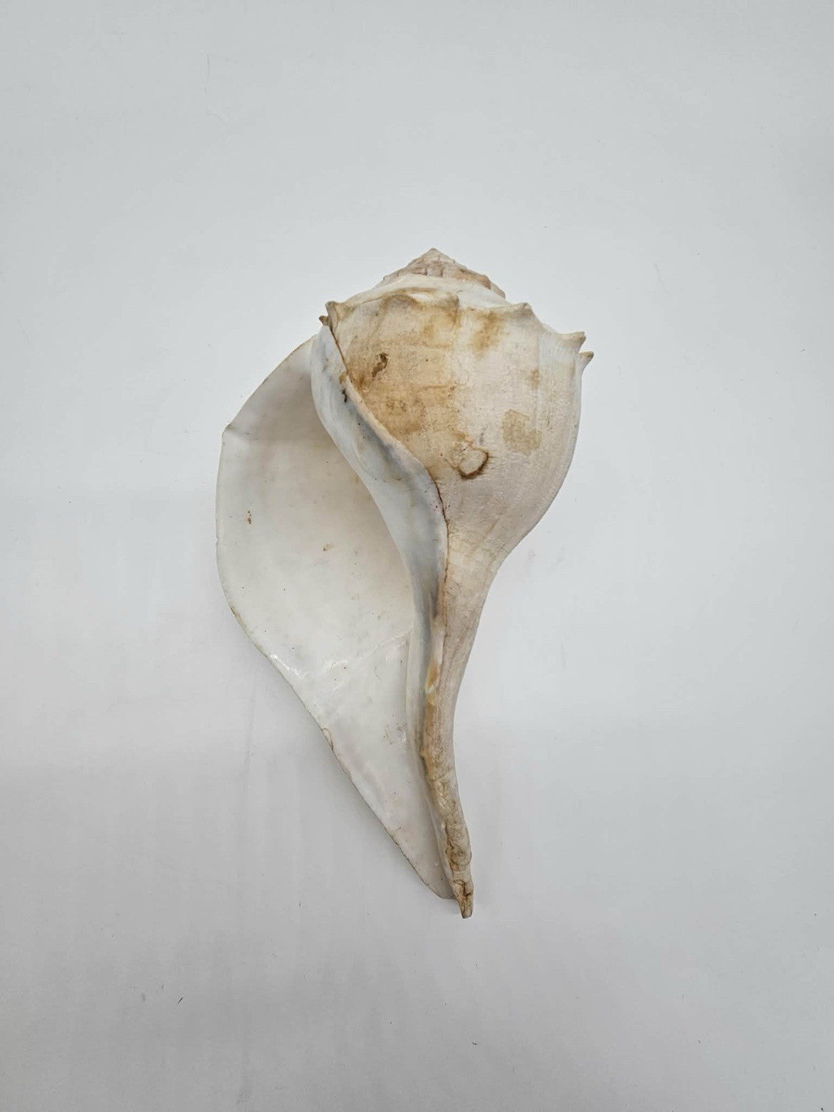 Vintage Lightning Whelk Seashell Florida Sinistrofulgur Perversum 9” Left Handed