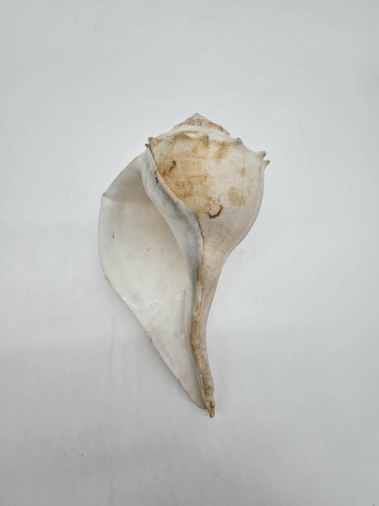 Vintage Lightning Whelk Seashell Florida Sinistrofulgur Perversum 9” Left Handed