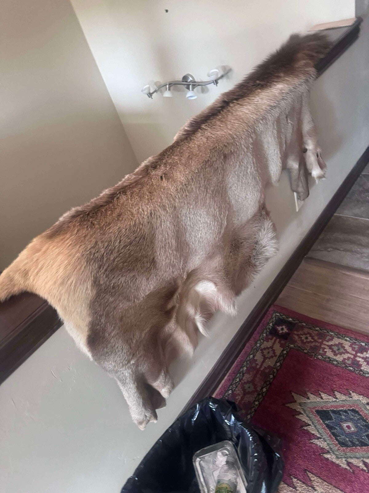 Gorgeous Elk Taxidermy, Cape, Hide