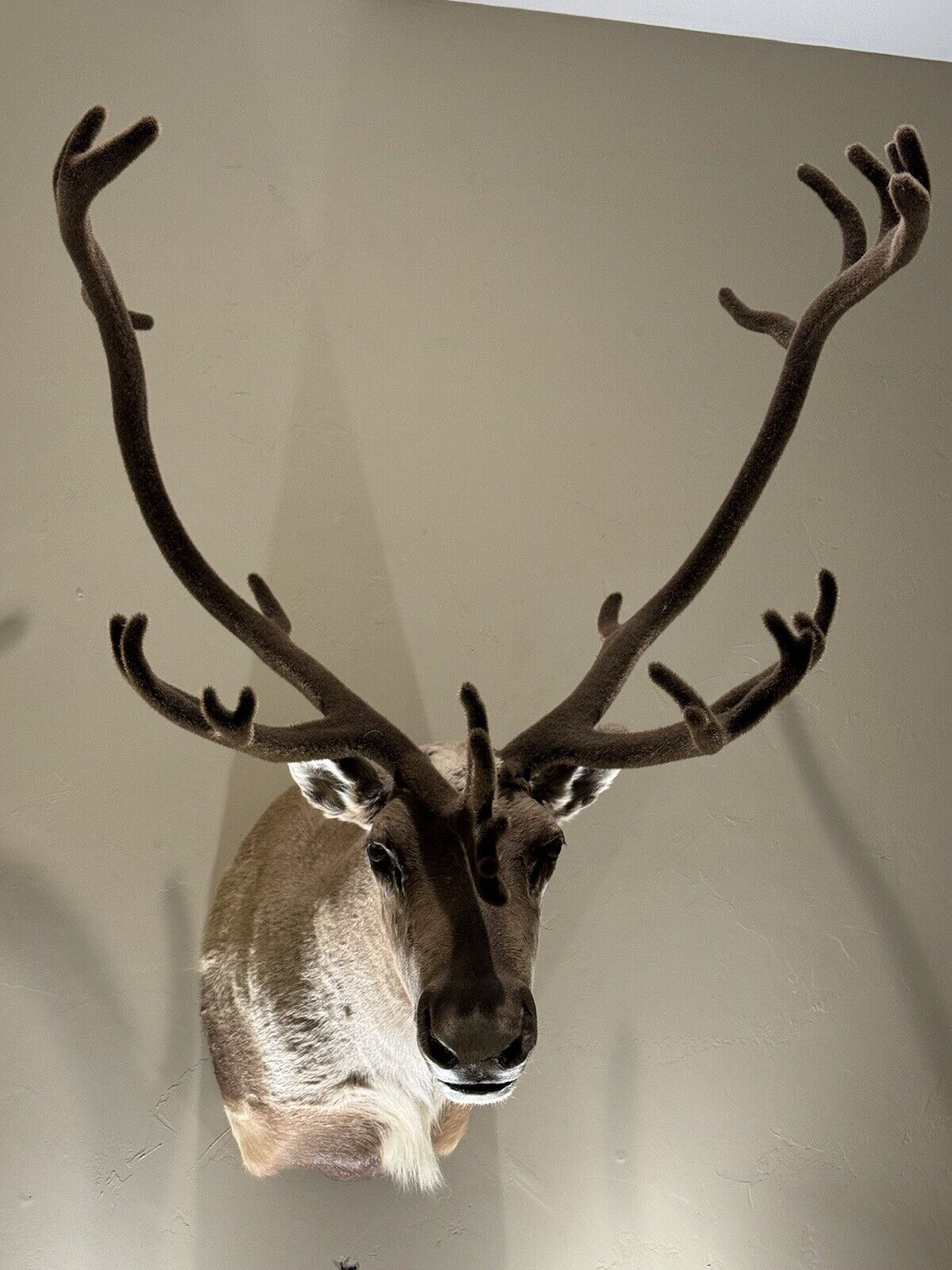 TAXIDERMY CARIBOU WALL MOUNT