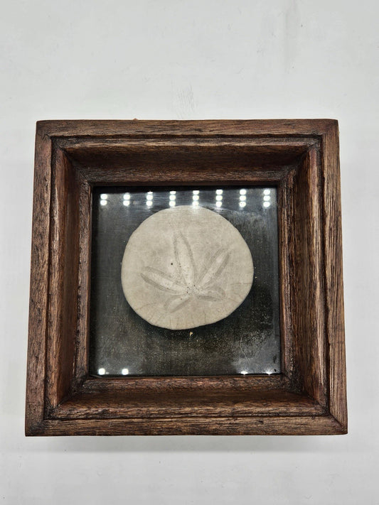 Vtg Sand Dollar Shadow Box Art Wood Frame Beach Nautical Seashell 70s Brown