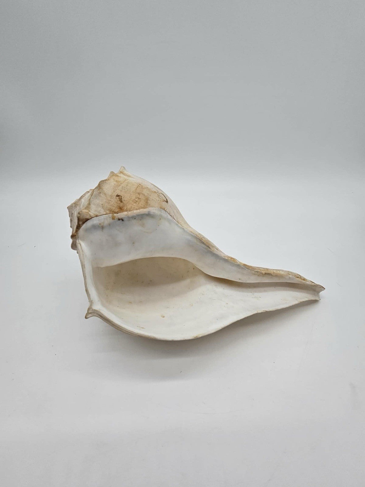 Vintage Lightning Whelk Seashell Florida Sinistrofulgur Perversum 9” Left Handed