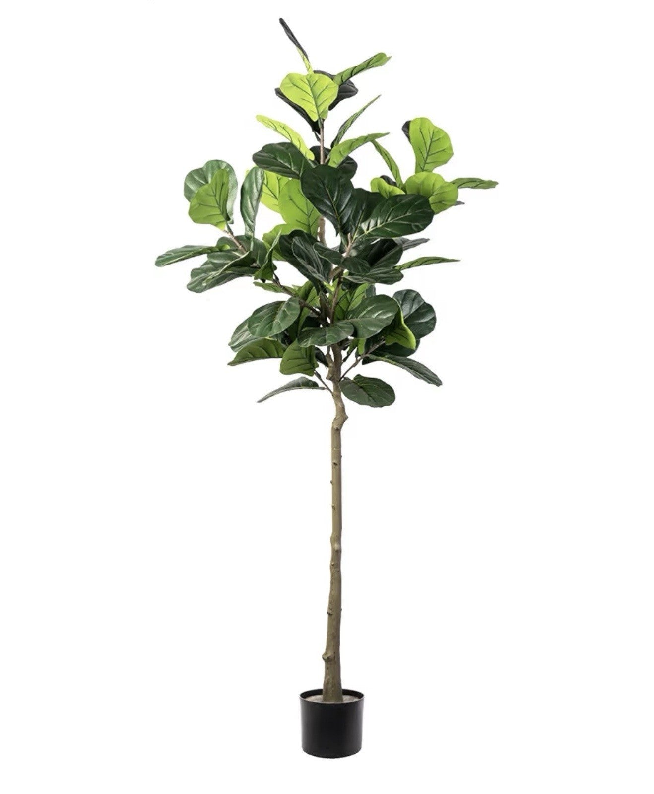 Wildwood & Cypress 60” Realistic Olive Tree Variegated Foliage Faux Indoor Plant