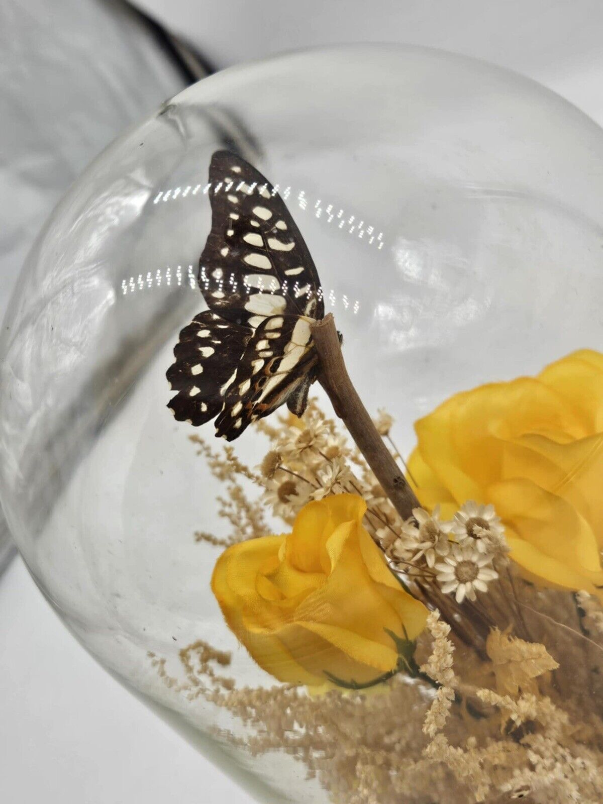 Vintage 1970s Butterfly in Glass Dome Display