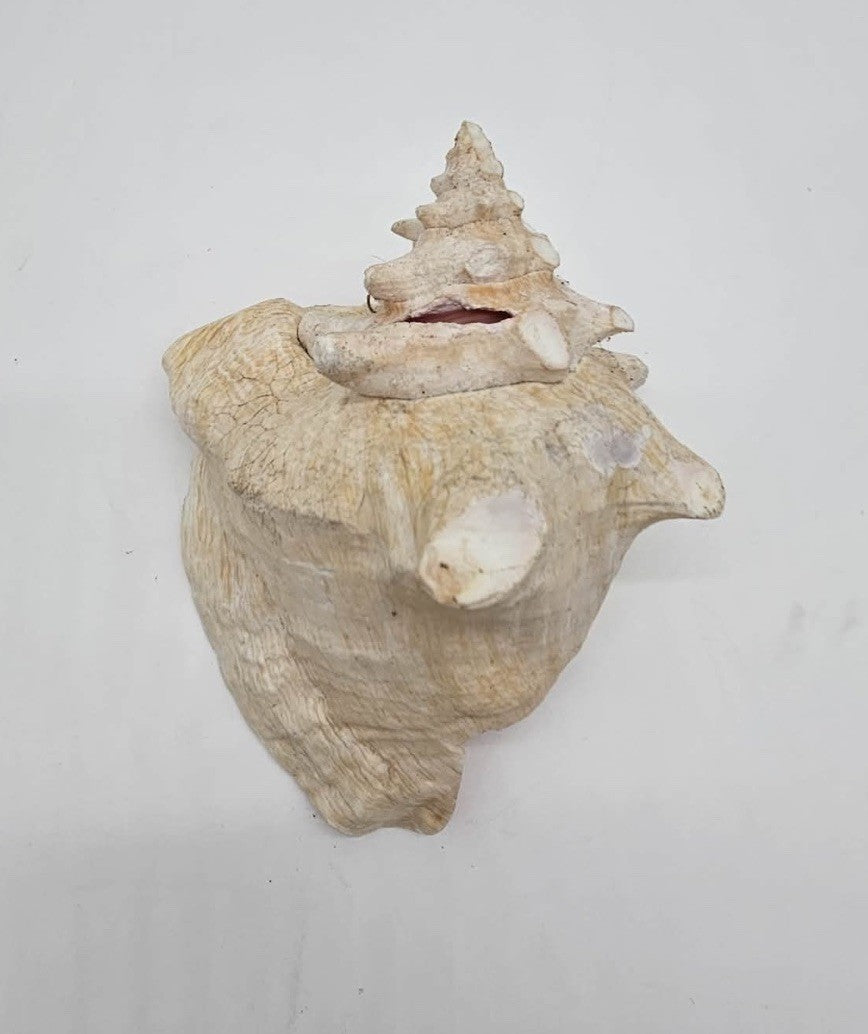 Large Conch Seashell Pink Bahamas Pink Conch