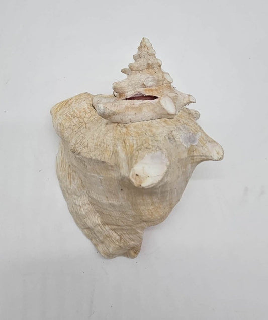 Large Conch Seashell Pink Bahamas Pink Conch
