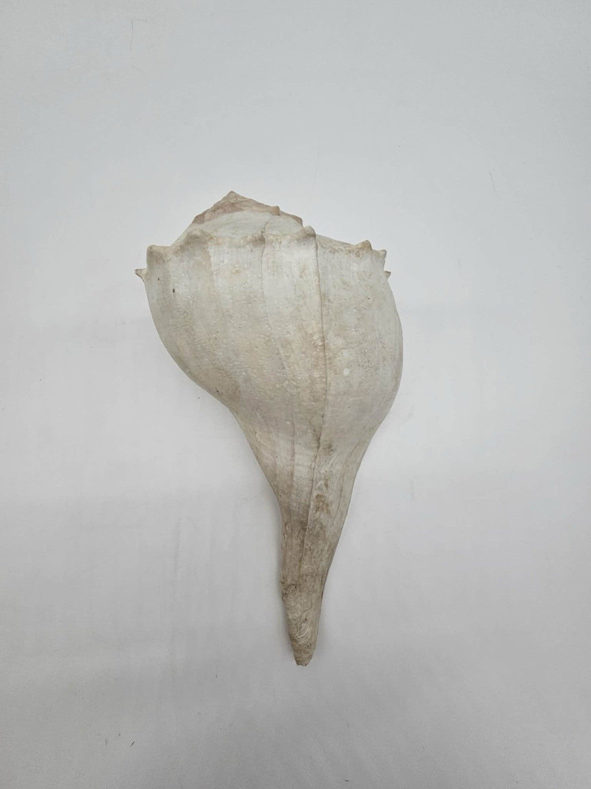 Vintage Lightning Whelk Seashell Florida Sinistrofulgur Perversum 9” Left Handed