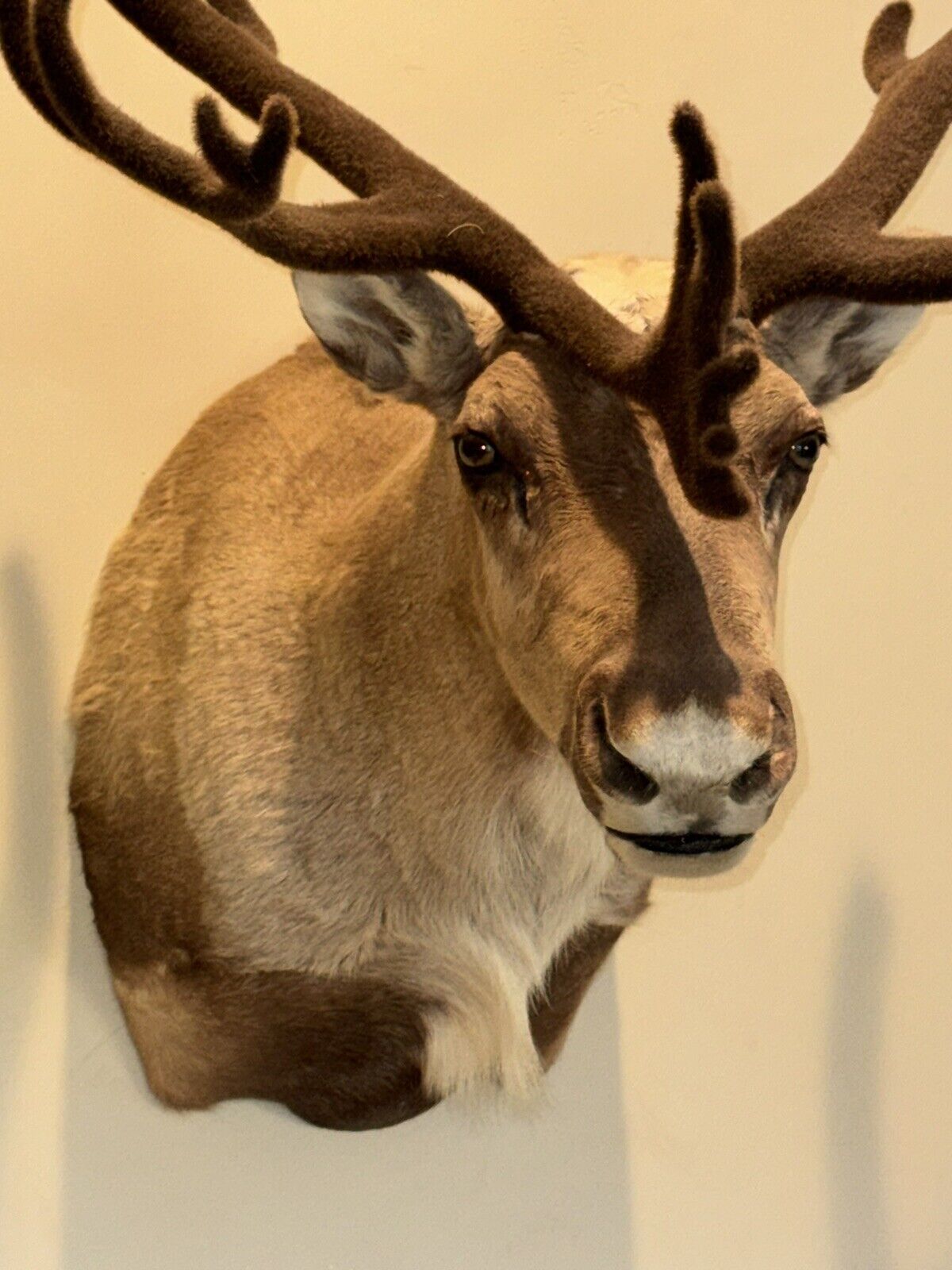 TAXIDERMY CARIBOU WALL MOUNT