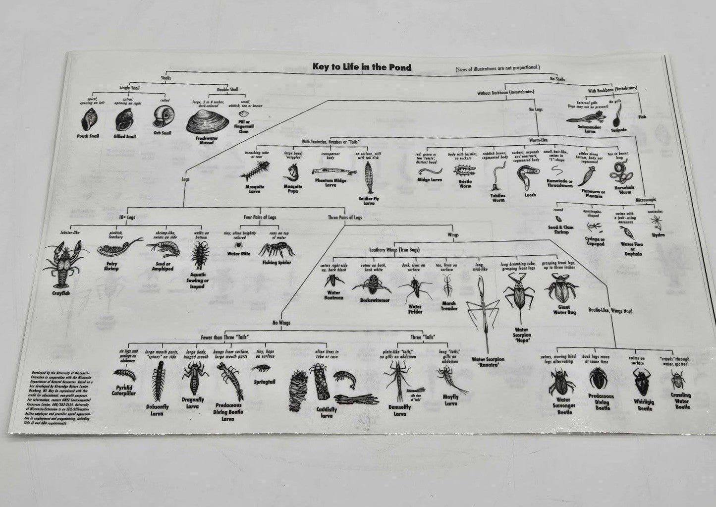 Vintage Science Classroom Chart Macroinvertebrate Pond & River Poster
