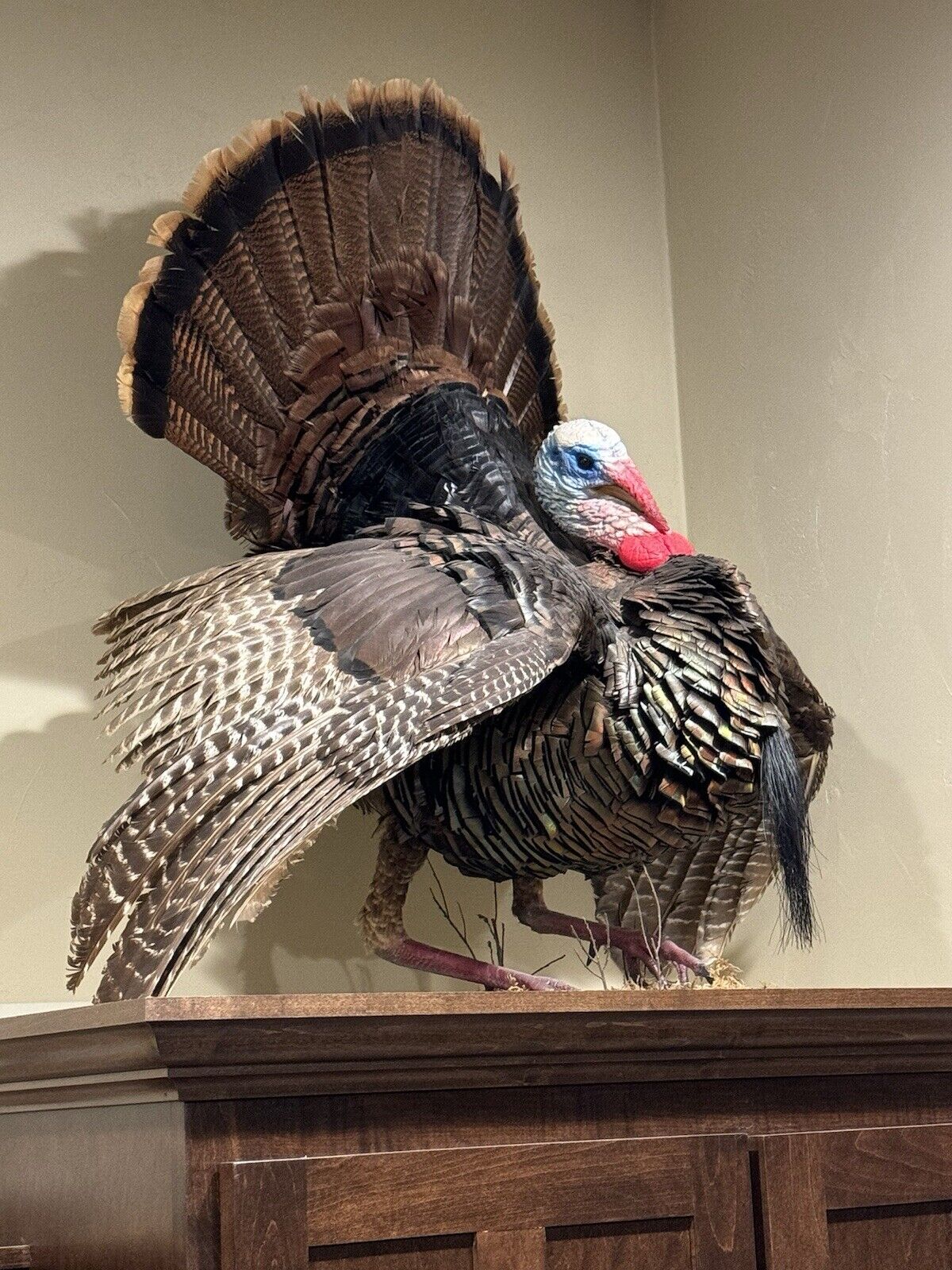 Full Body Eastern Wild Turkey Taxidermy Mount