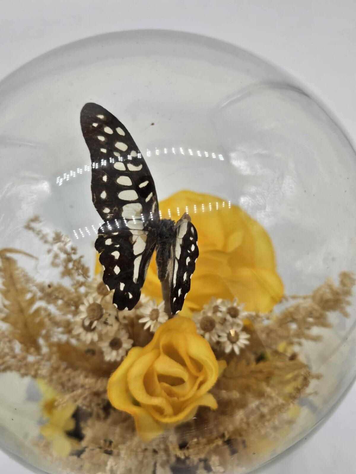Vintage 1970s Butterfly in Glass Dome Display