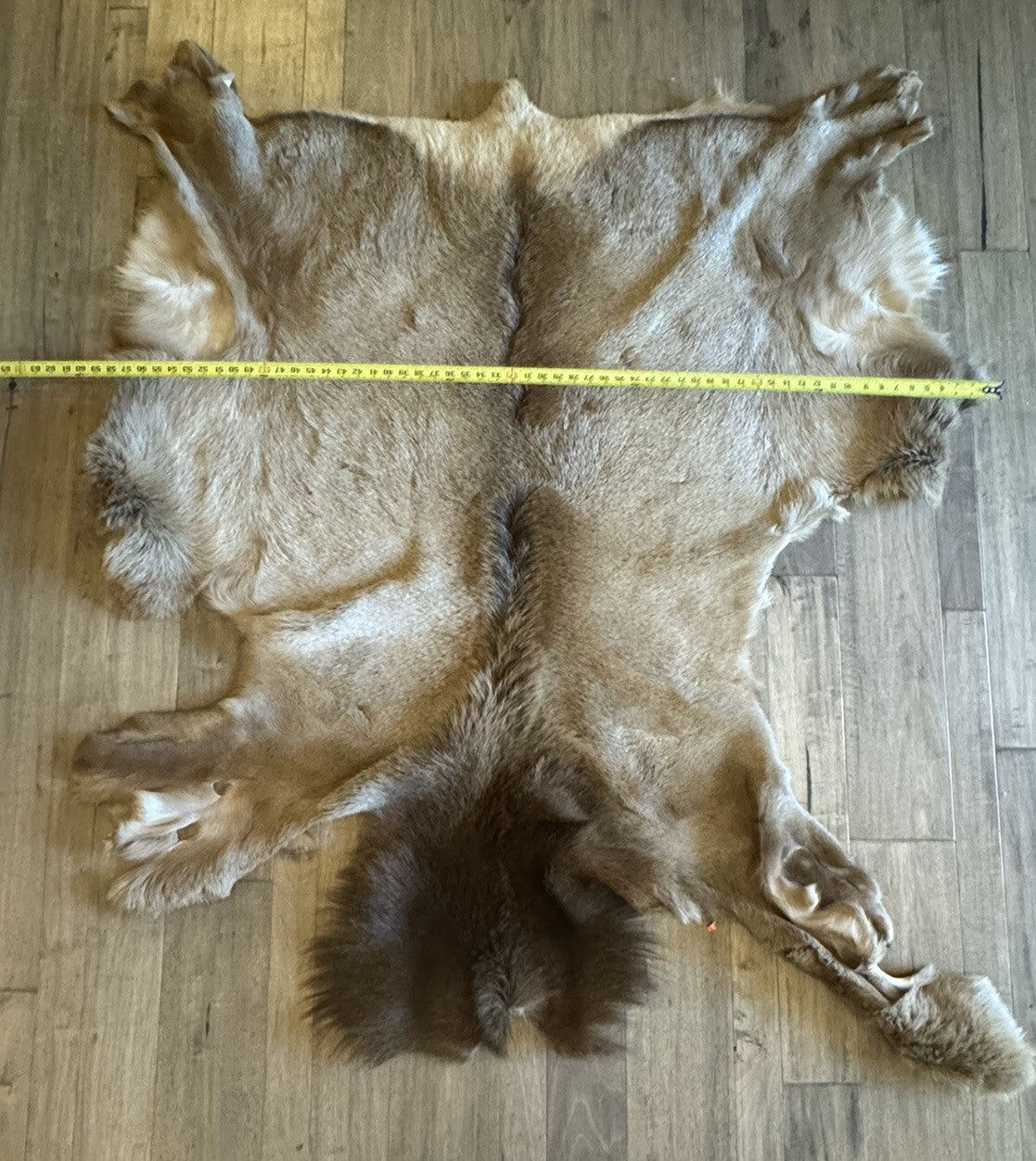 Gorgeous Elk Taxidermy, Cape, Hide