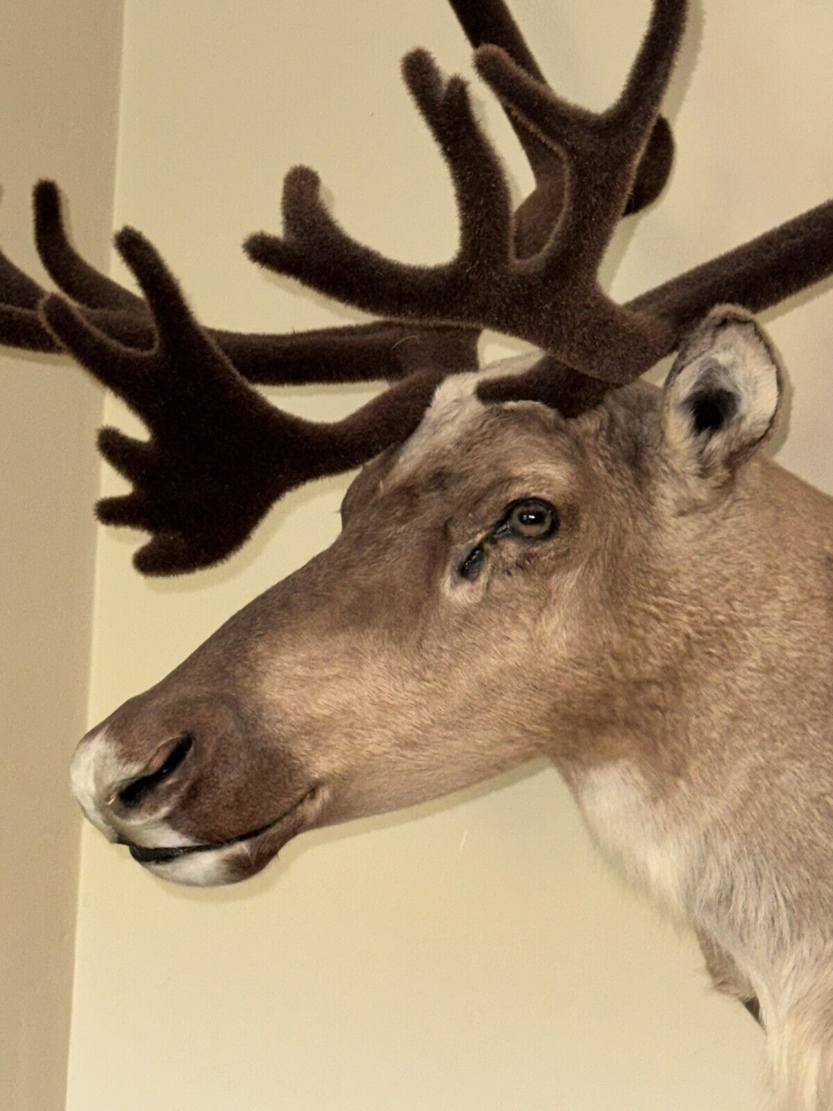 TAXIDERMY CARIBOU WALL MOUNT