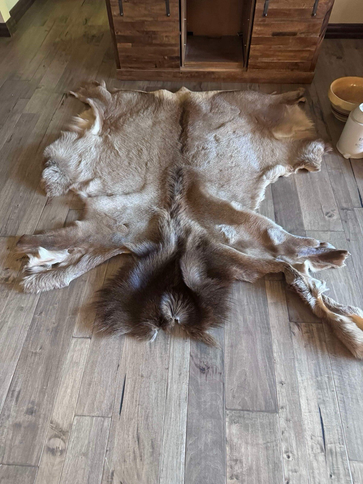 Gorgeous Elk Taxidermy, Cape, Hide