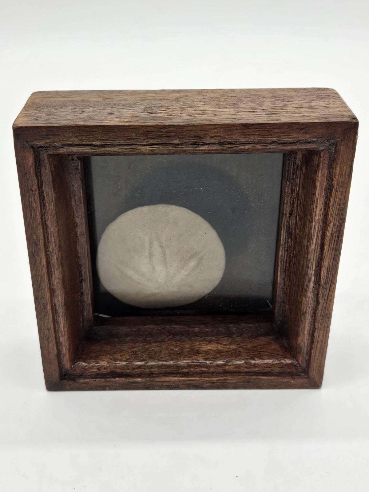 Vtg Sand Dollar Shadow Box Art Wood Frame Beach Nautical Seashell 70s Brown