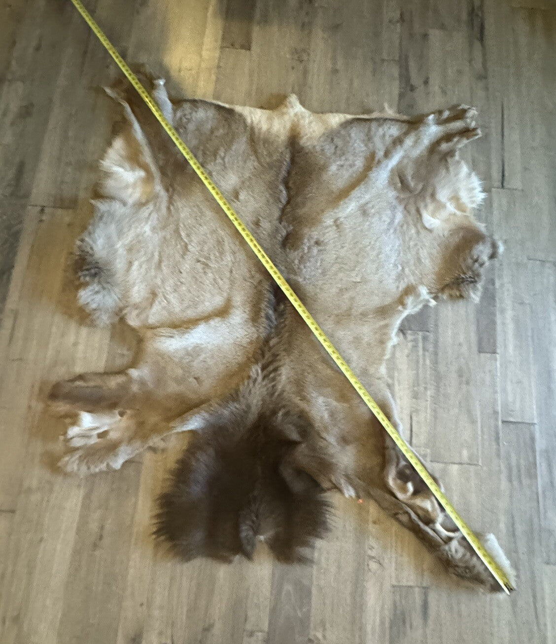 Gorgeous Elk Taxidermy, Cape, Hide