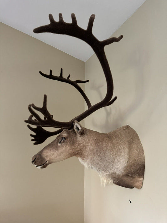 TAXIDERMY CARIBOU WALL MOUNT