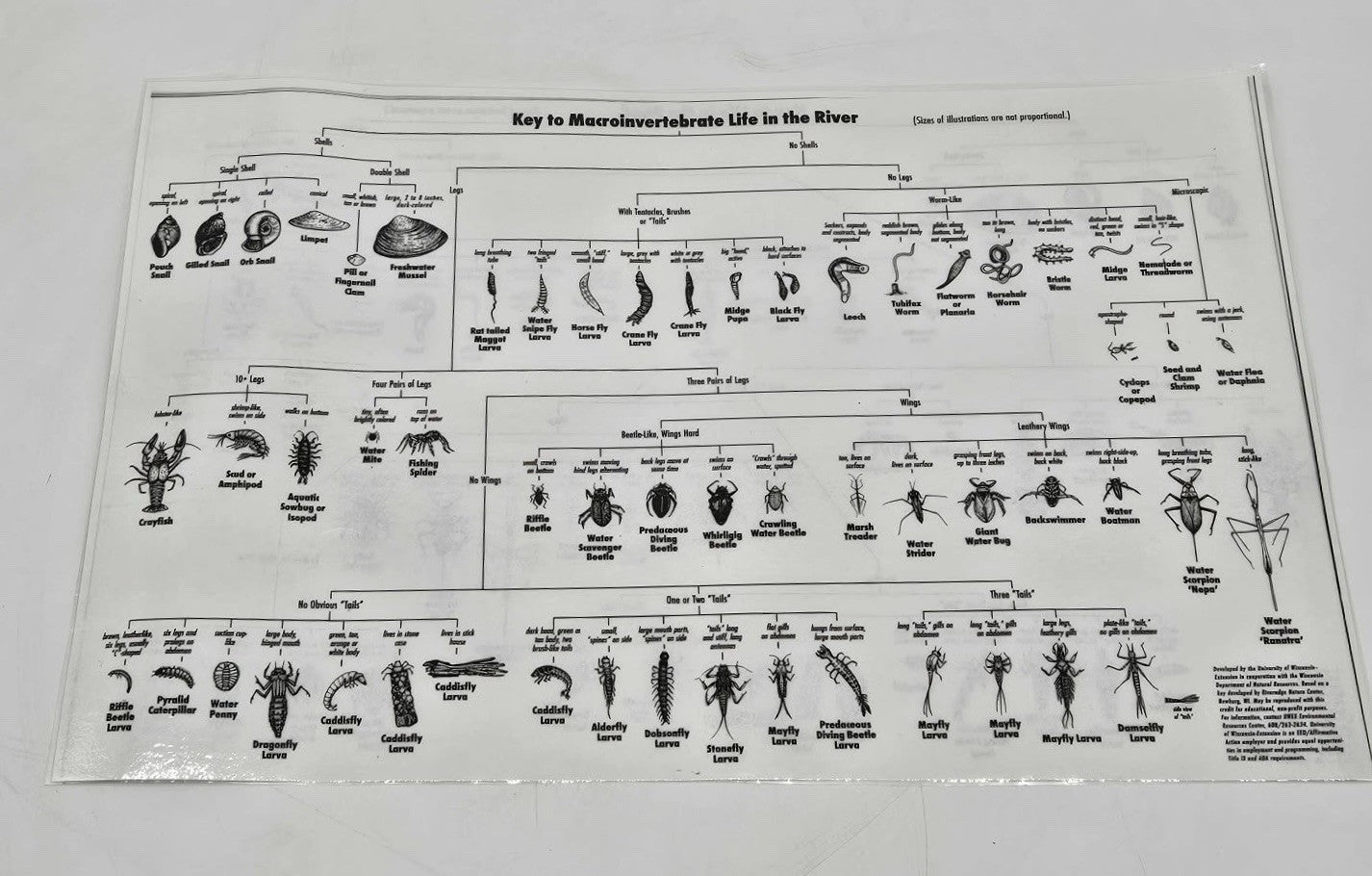 Vintage Science Classroom Chart Macroinvertebrate Pond & River Poster