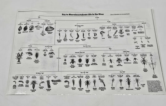 Vintage Science Classroom Chart Macroinvertebrate Pond & River Poster