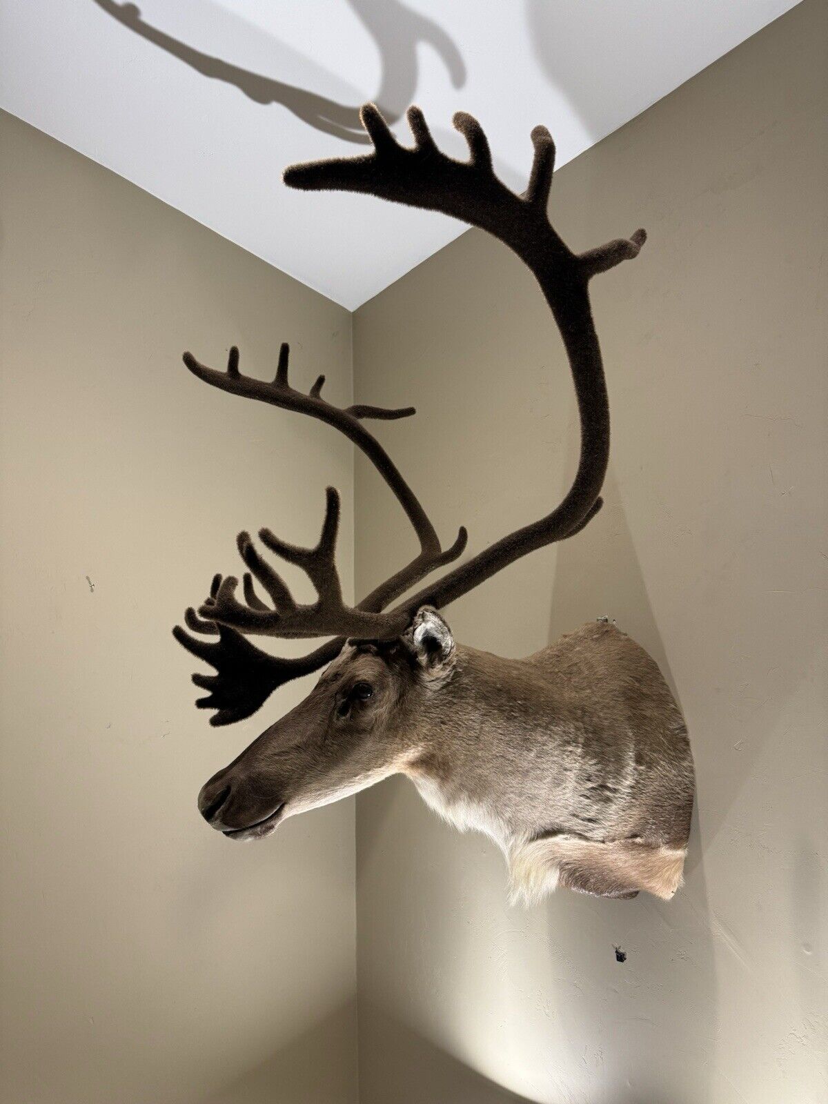 TAXIDERMY CARIBOU WALL MOUNT
