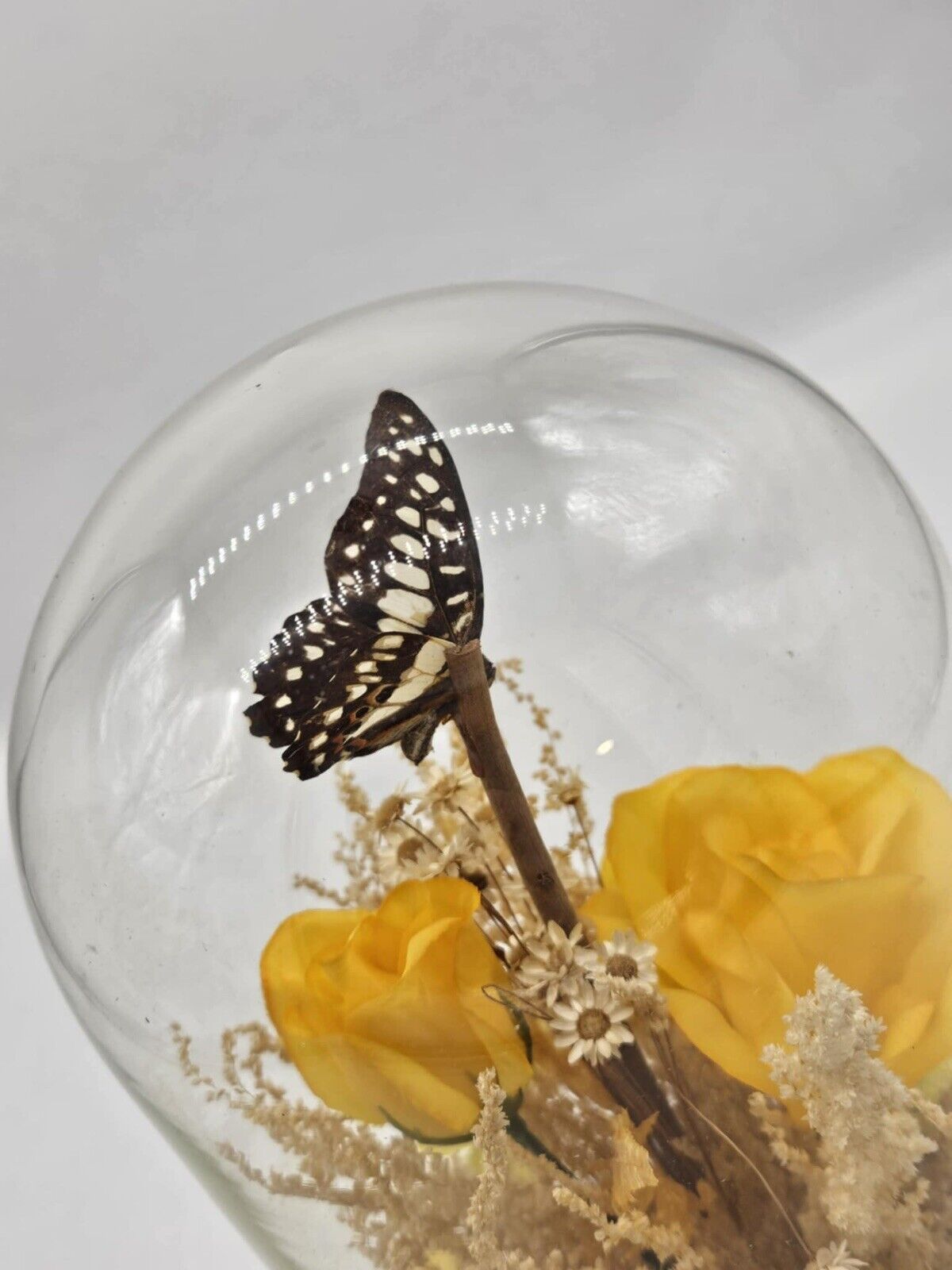 Vintage 1970s Butterfly in Glass Dome Display