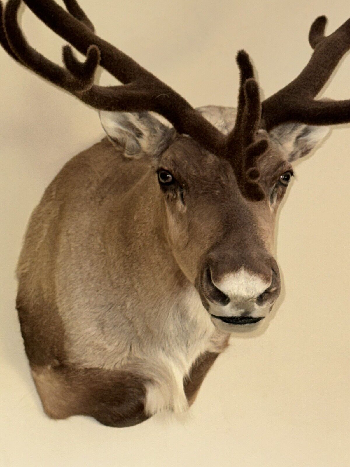 TAXIDERMY CARIBOU WALL MOUNT